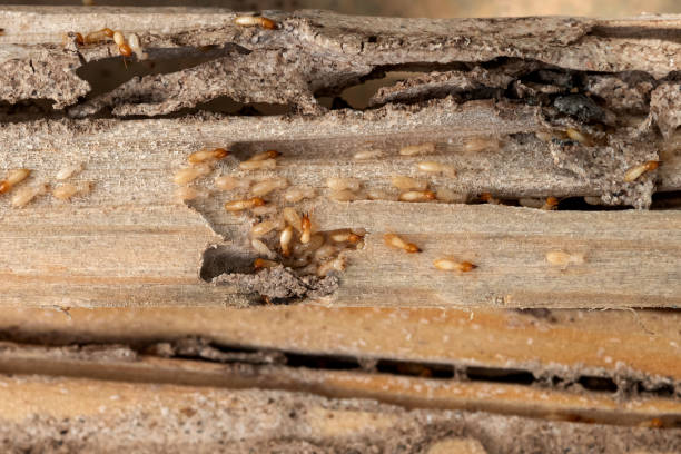 Best Wildlife Control Services  in Warsaw, KY